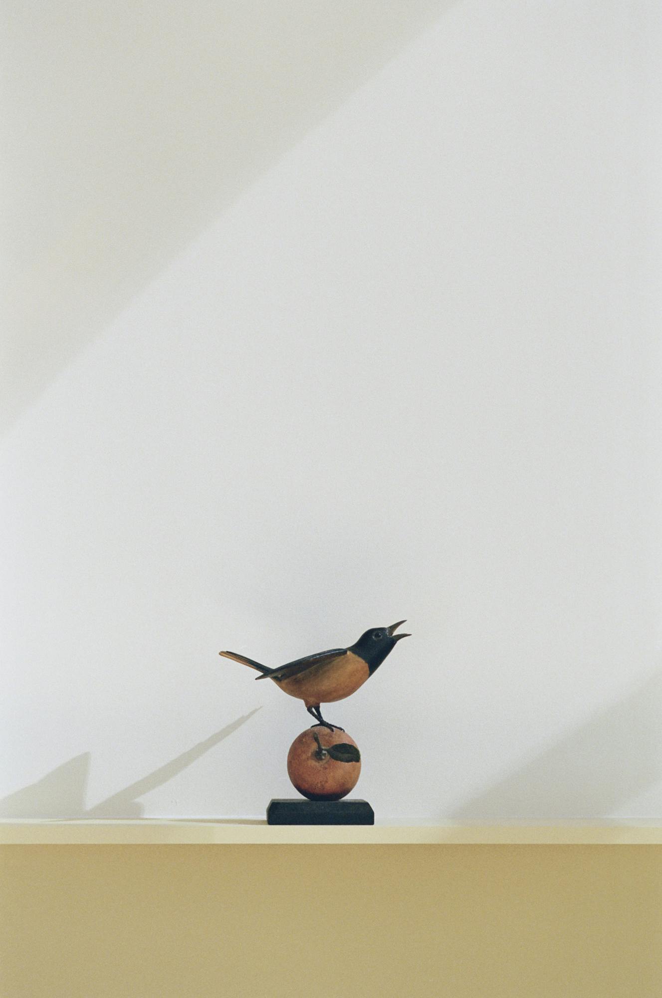 Baltimore Oriole