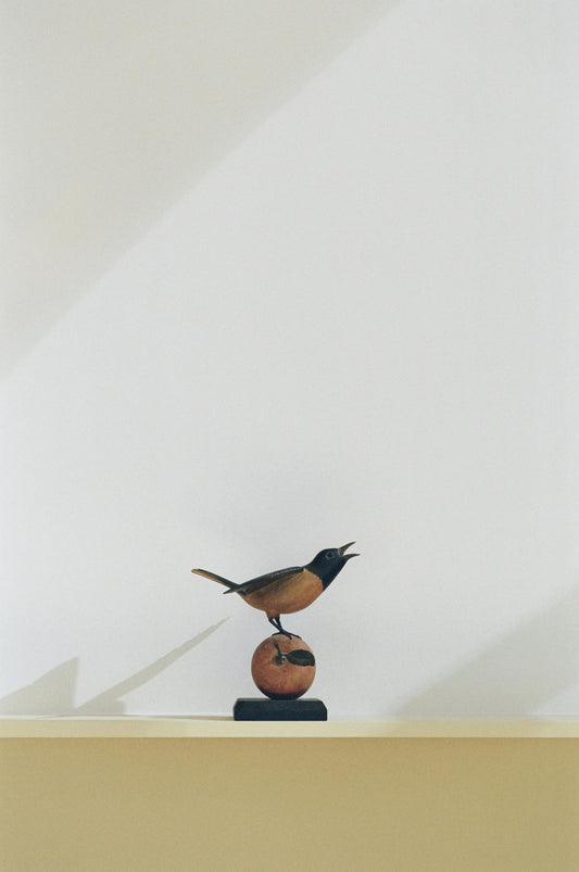 Baltimore Oriole
