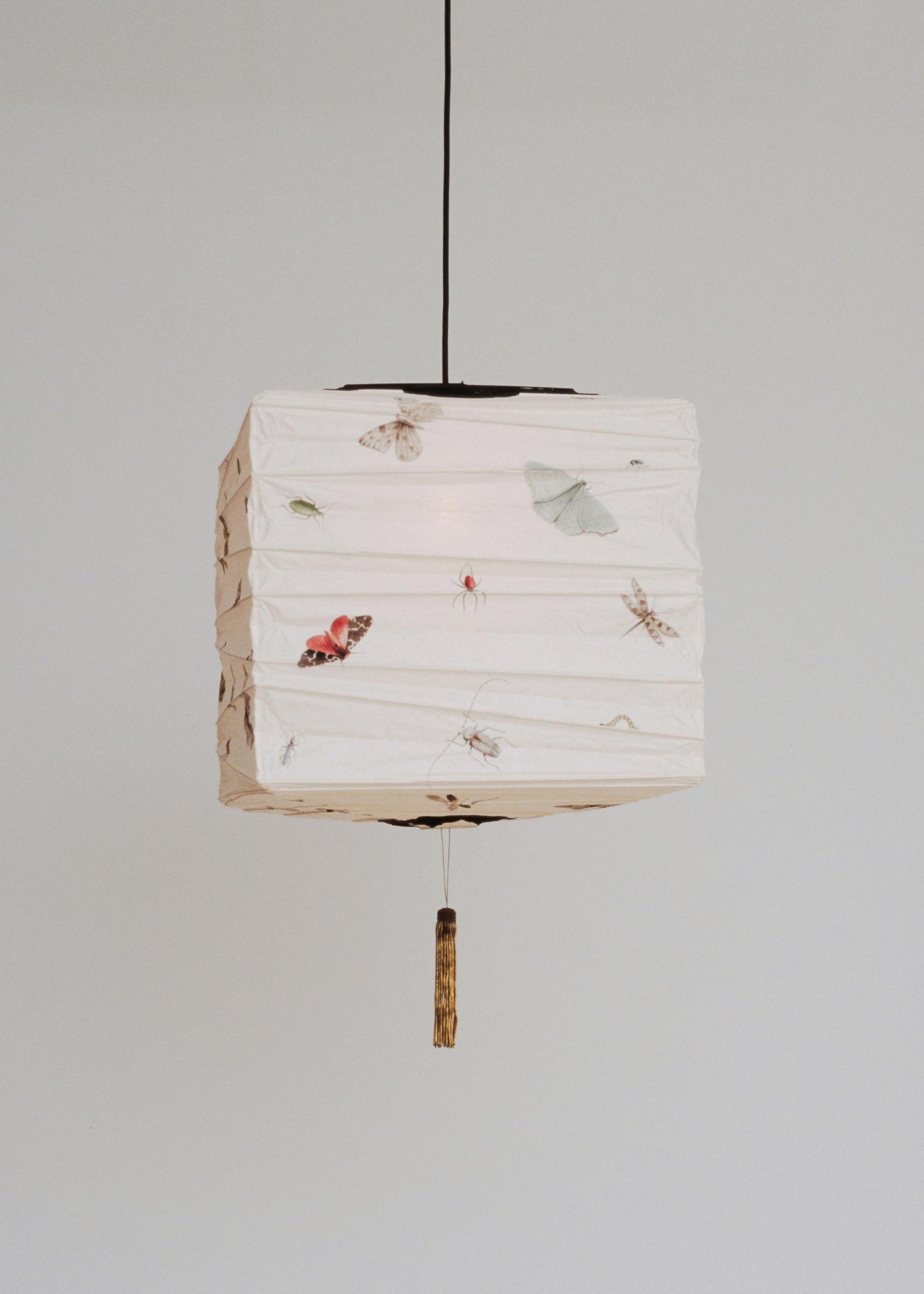 Entomology Lantern in Cube