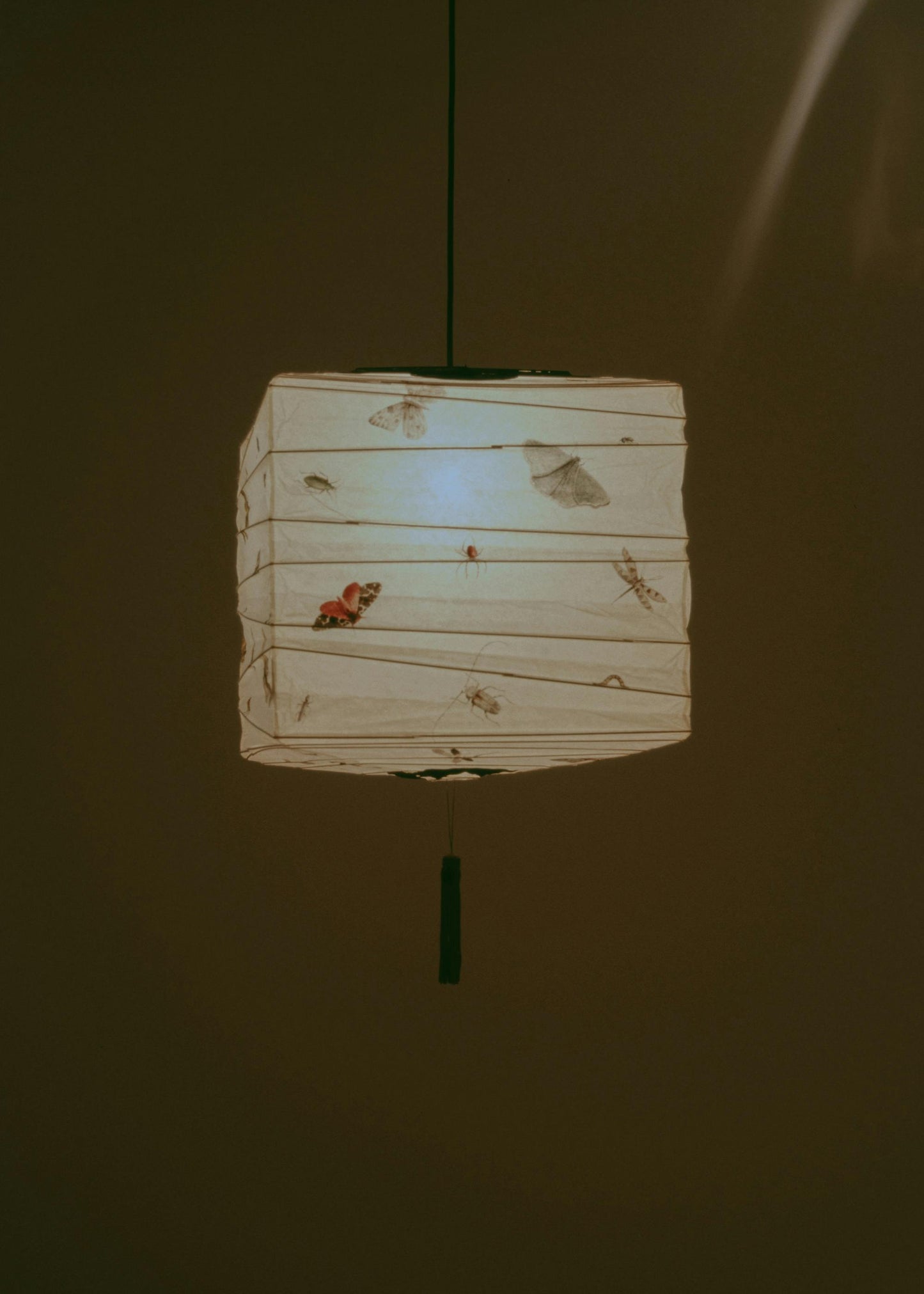Entomology Lantern in Cube