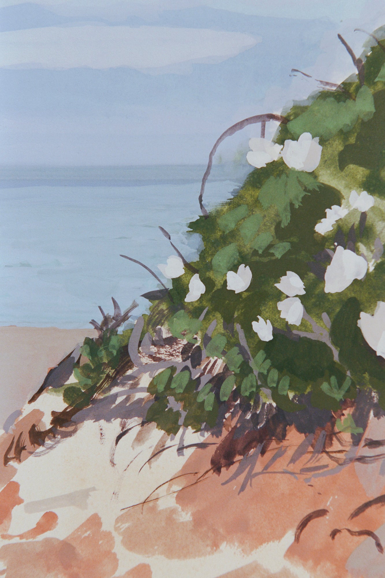 White Wild Roses at Boy Beach